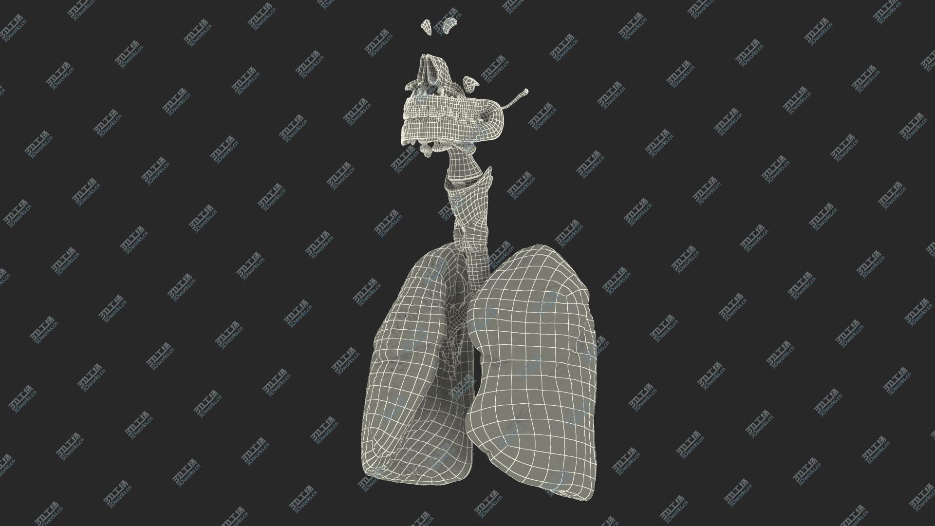 images/goods_img/202105071/3D Human Full Respiratory System/4.jpg